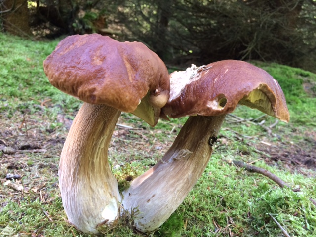 Svampetur i Klosterheden Plantage // Mushroom-gathering expedition
