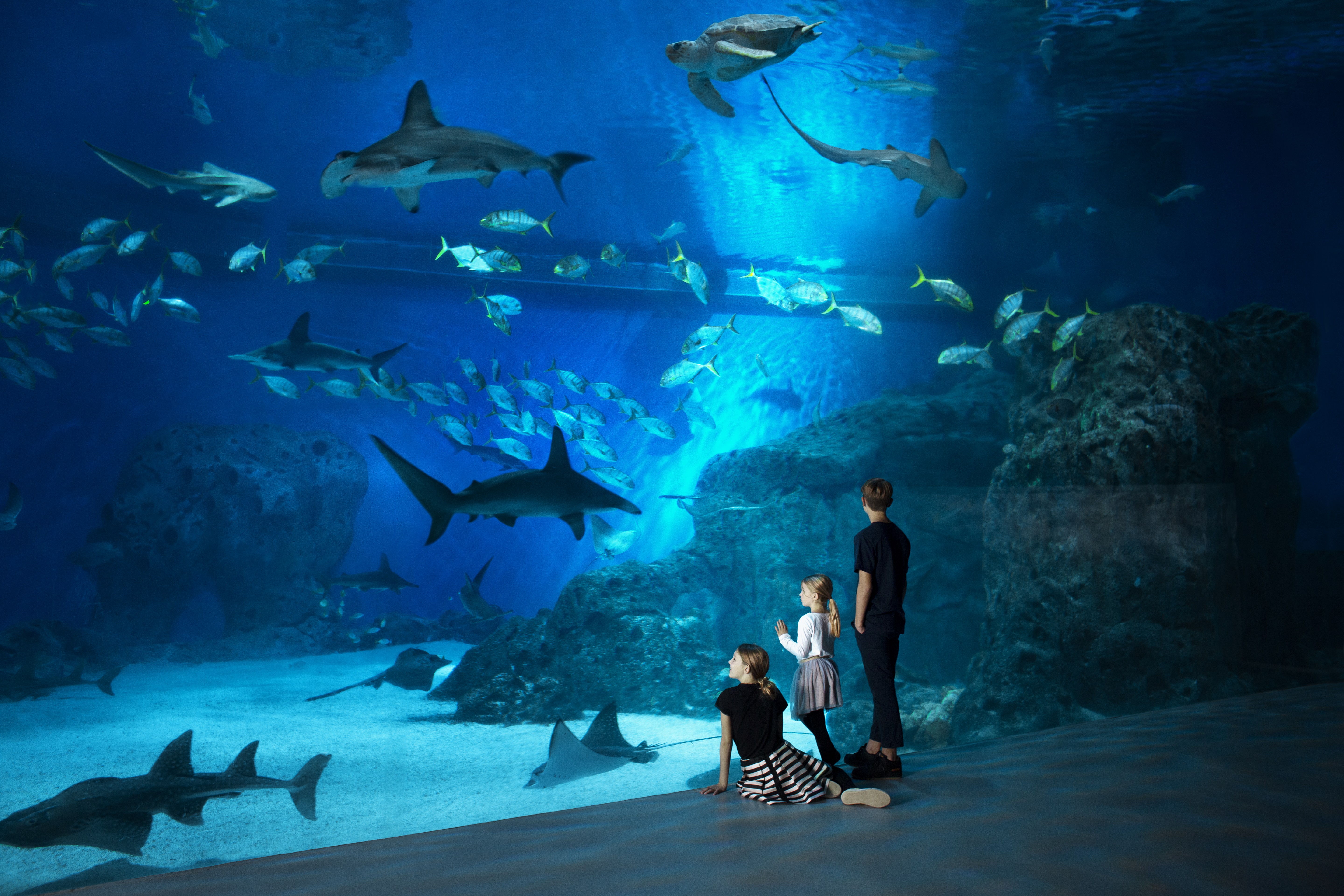 High-tech aquatic marvel tour of National Aquarium Denmark (Den Blå Planet)