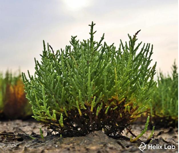 Circular Biorefining for Highvalue Chemicals from Salttolerant Plants