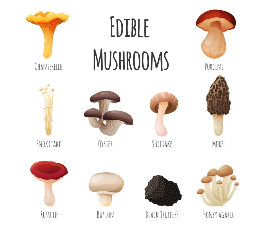 Svampetur // Mushroom tour