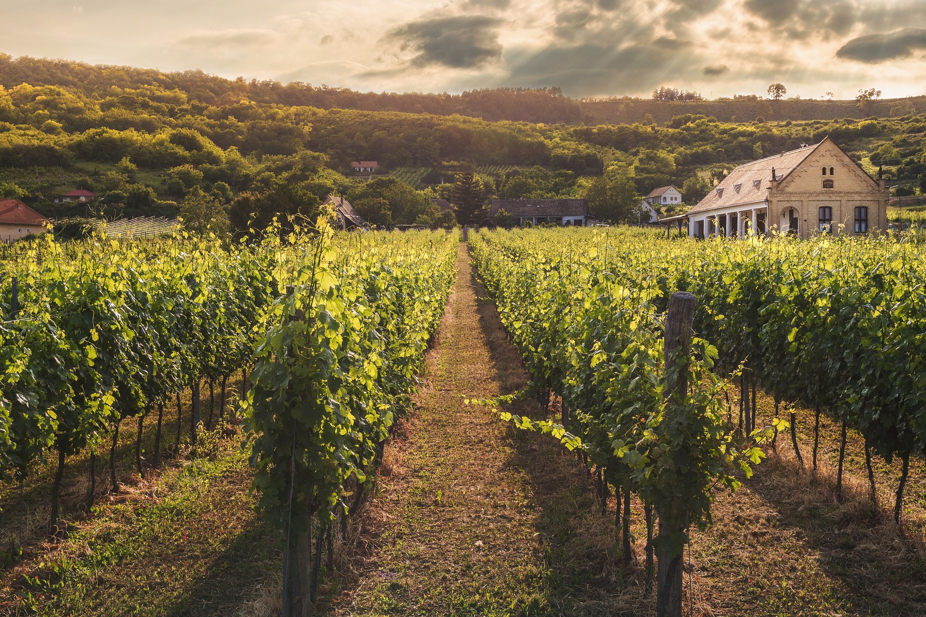 VINIDA: Understanding wine - a systematic wine (tasting) course in six chapters