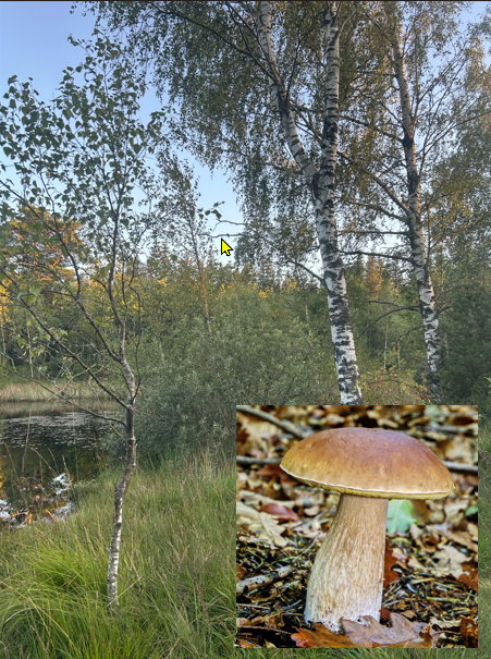 Svampe/sanke/fisketur - tid til afslapning  i naturen